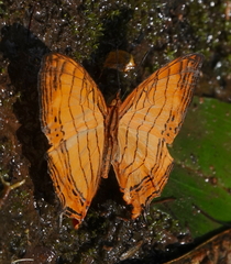 Cyrestis lutea