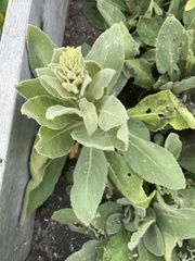 Verbascum thapsus
