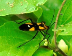 Oncopeltus guttaloides