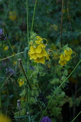 Rhynchocorys orientalis