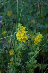 Rhynchocorys orientalis