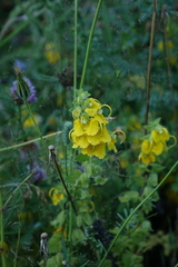 Rhynchocorys orientalis