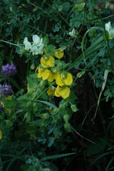 Rhynchocorys orientalis