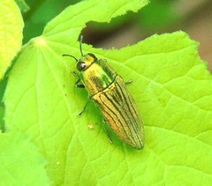 Agaeocera scintillans