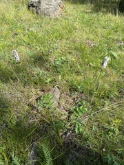 Bistorta alopecuroides