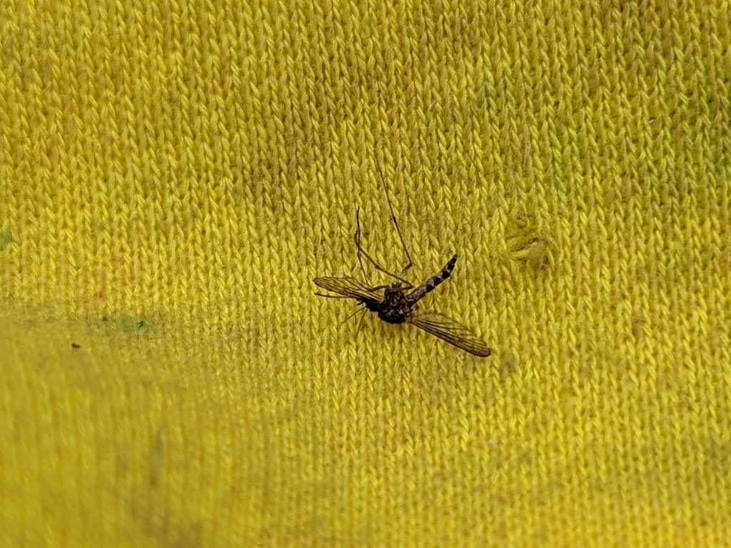 Striped Mosquito from Stonyfell SA 5066, Australia on August 08, 2022