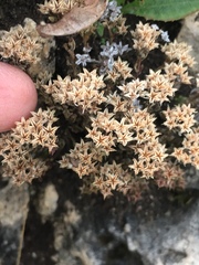 Sedum atratum