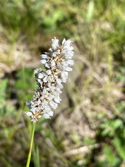 Bistorta alopecuroides
