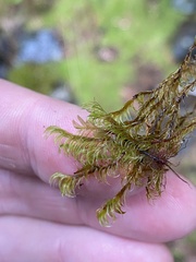 Racomitrium lawtonae