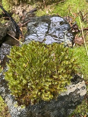 Racomitrium lawtonae