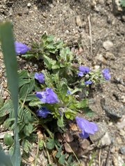 Dracocephalum olchonense