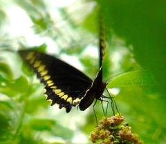 Battus polydamas polydamas