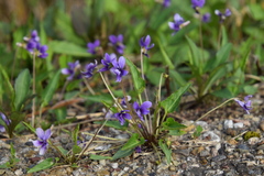Viola inconspicua nagasakiensis