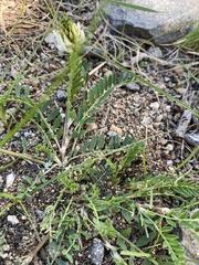 Astragalus inopinatus