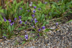 Viola inconspicua nagasakiensis