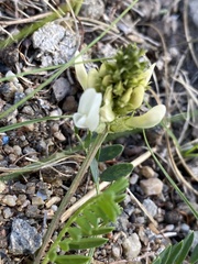 Astragalus inopinatus