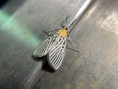 Tyspanodes hypsalis