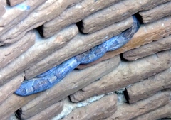 Trimorphodon paucimaculatus