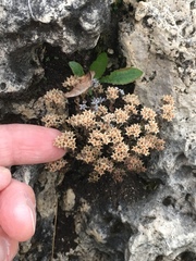 Sedum atratum