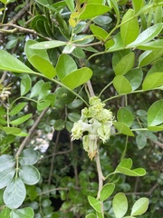 Citrus lucida