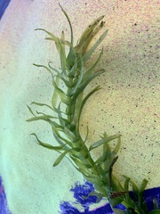 Egeria densa