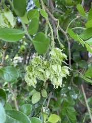 Citrus lucida
