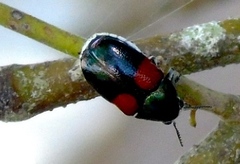 Megalostomis pyropyga