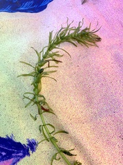 Egeria densa