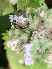 Lasioglossum zephyrus