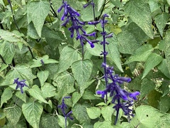 Salvia concolor