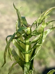 Egeria densa