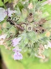 Lasioglossum zephyrus
