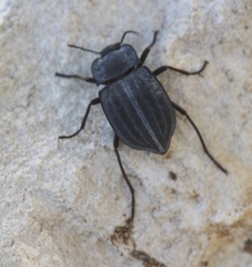 Stenomorpha opaca