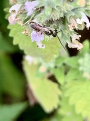 Lasioglossum zephyrus
