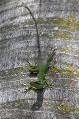 Anolis apollinaris