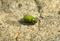 Brachysternus prasinus