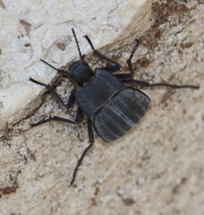 Stenomorpha opaca
