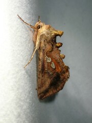 Autographa bimaculata