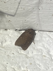 Pseudorthodes