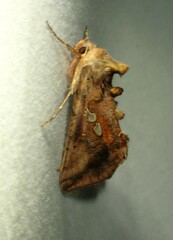 Autographa bimaculata
