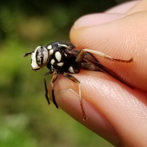 Bald-faced Hornet Fly photo 3