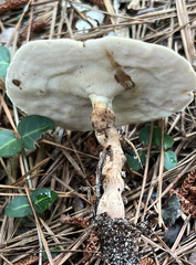 Microporellus dealbatus