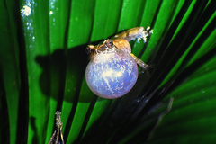 Raorchestes parvulus