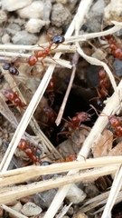 Aphaenogaster uinta