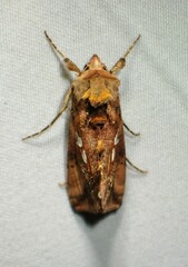 Autographa bimaculata