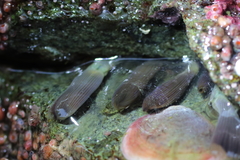 Myxicola