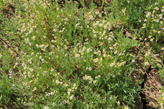 Polycalymma stuartii