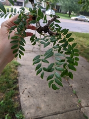 Gleditsia triacanthos inermis