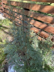 Artemisia messerschmidtiana