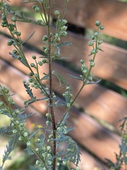 Artemisia messerschmidtiana